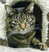 Old Cats, New Tricks - Lots of Adoptions!